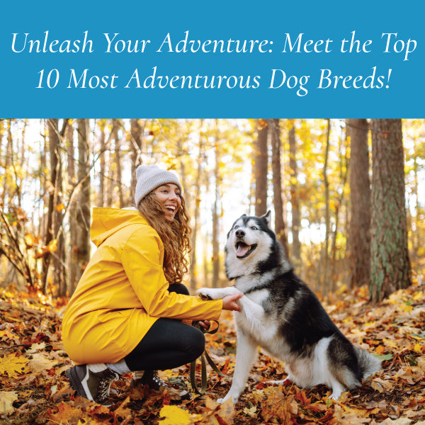 Unleash Your Adventure: Meet the Top 10 Most Adventurous Dog Breeds!