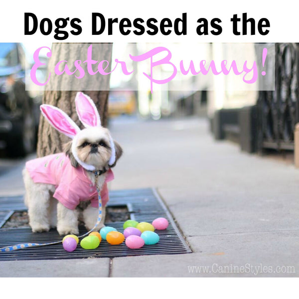 These Dogs are Dressed As Bunnies And You won't believe the Cuteness!! WOW!