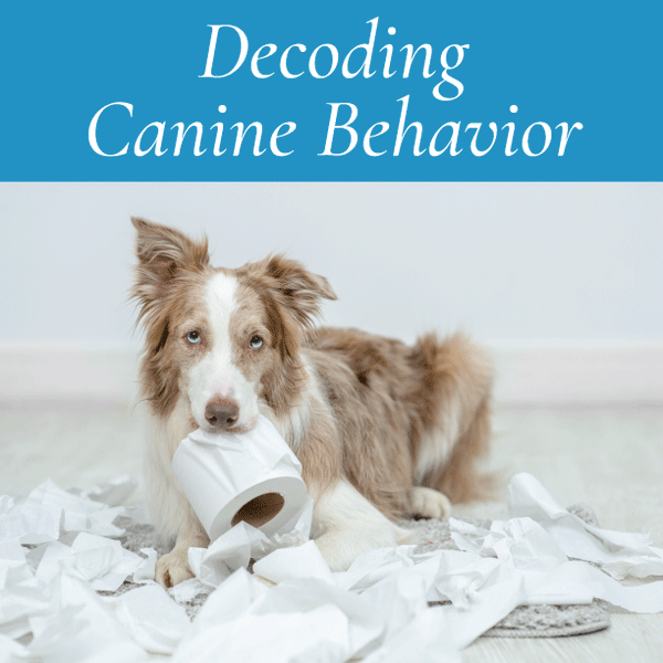 Decoding Canine Behavior: Understanding What Your Dog is Trying to Tell You