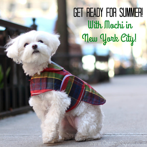 Dog Celebrity Mochi Shares Her Top 3 Favorite Summer Looks!