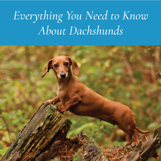 Everything You Need to Know About Dachshunds