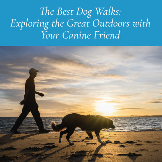 The Best Dog Walks: Exploring the Great Outdoors with Your Four-Legged Friend