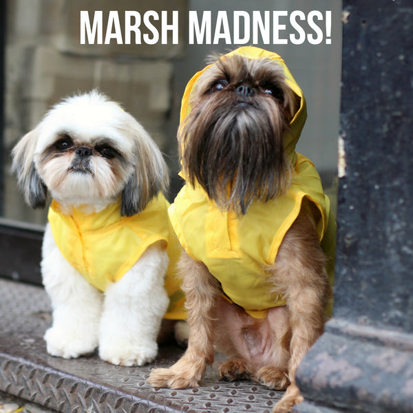 Marsh Madness ends with a Dog with a Cool Beard! COOL!