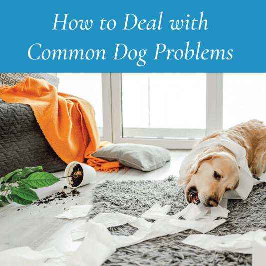How to Deal with Common Dog Problems