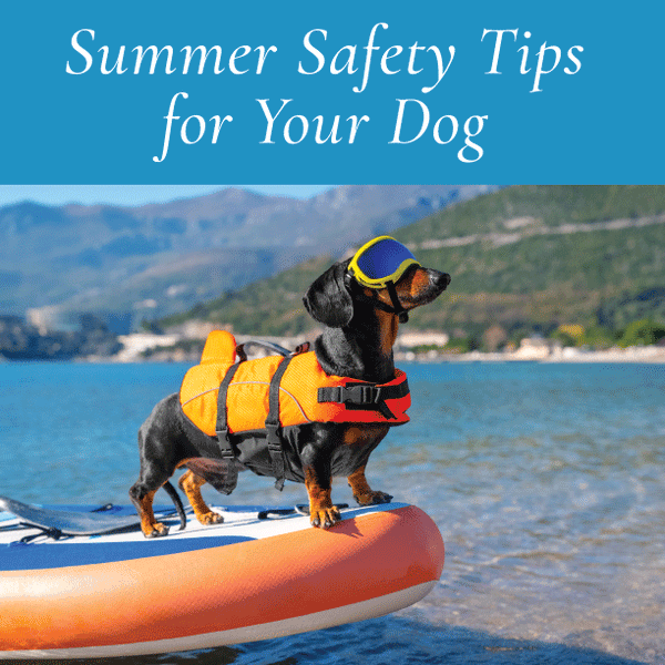 Summer Safety Tips for Your Dog: Enjoying the Season Safely