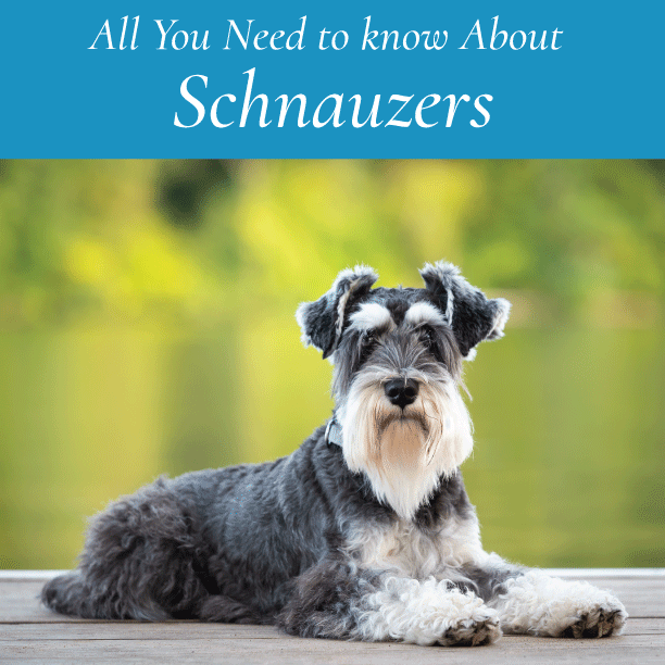 All You Need to Know About Schnauzers. Canine Styles