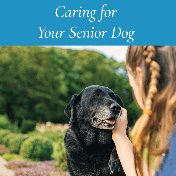 Caring for Your Senior Dog: Tips for Aging Gracefully