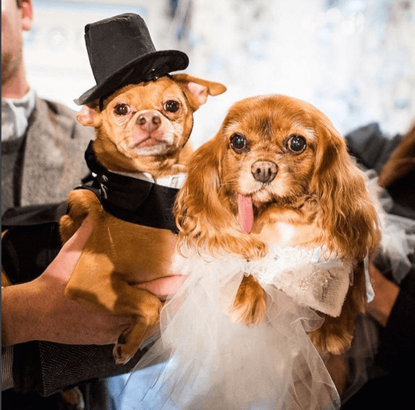01/16 - LittleThings.com Announces Canine Styles President Designed Clothes for Celebrity Dogs Toast and Finn Star-Studded Wedding for Charity