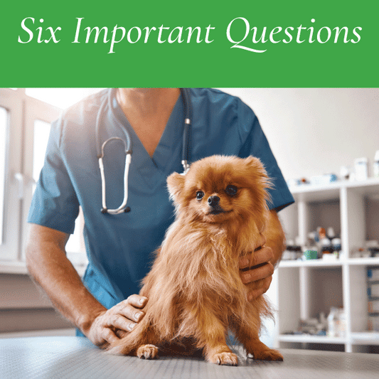 Six Important Questions For Your Vet