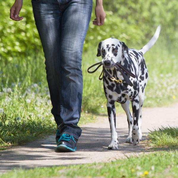Safety Tips for Walking Your Dog Off-Leash by Canine Styles
