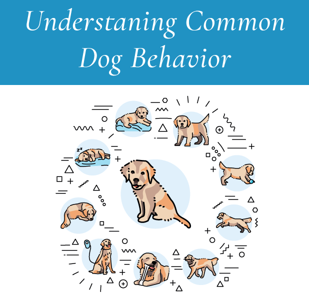 Understanding Common Dog Behavior: Insights into Canine Communication