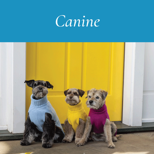 Dog fashion and Accessory Trends Canine Styles