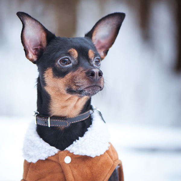Dog Grooming Tips for the Winter