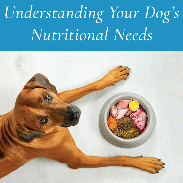 Understanding Your Dog's Nutritional Needs: A Guide to Feeding Your Furry Friend