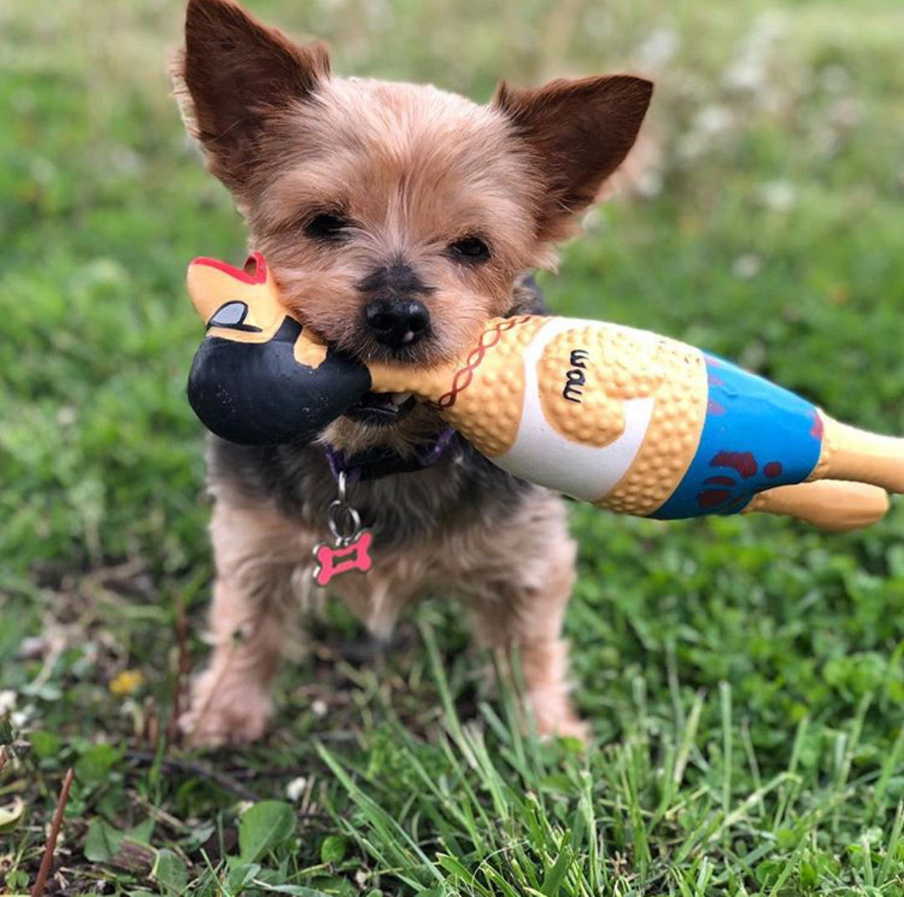 Chicken Toy - Earl the Rocking Rooster