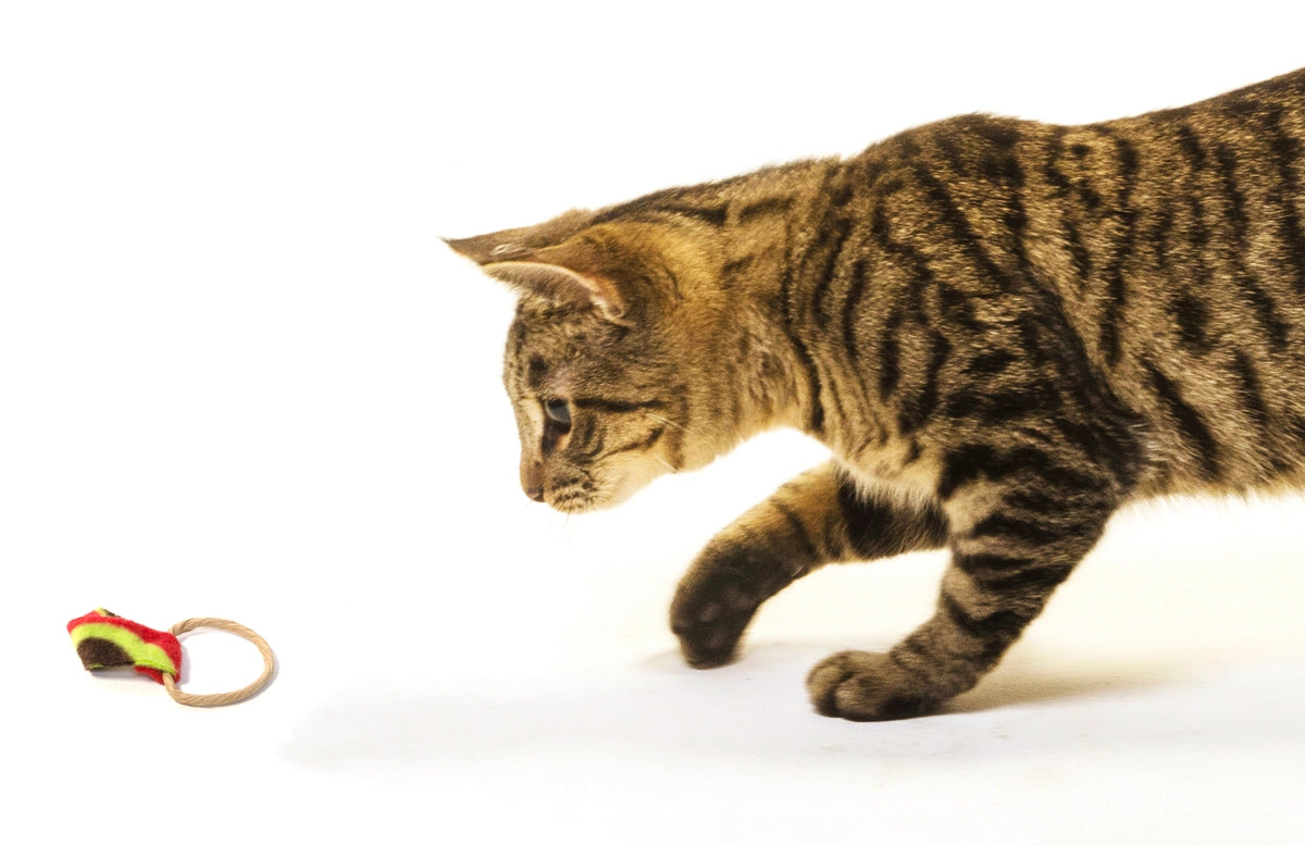 Cat Toy - Cat Dancer Ringtail Chasers
