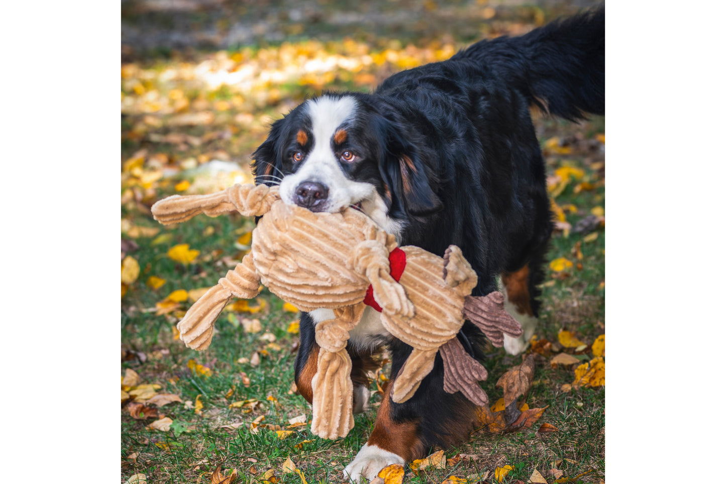 Christmas - Rudy Reindeer Knottie Durable Plush Dog Toy - 2 Sizes