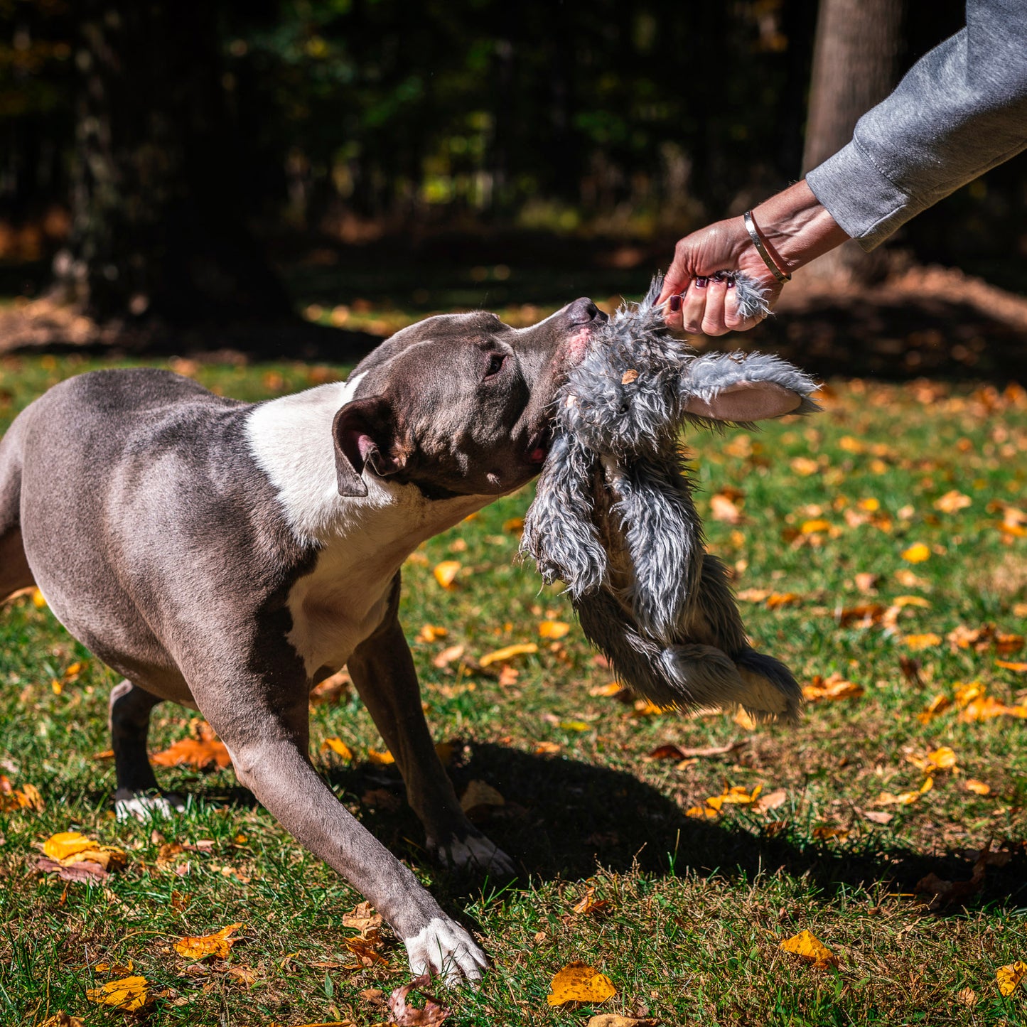 Dog Toy - Birch Bunny X-Brace Plush Dog Toy
