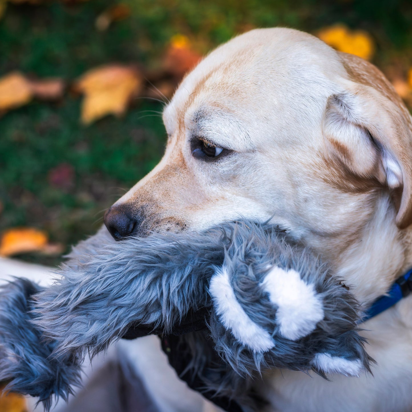 Dog Toy - Redwood Raccoon X-Brace Plush Dog Toy
