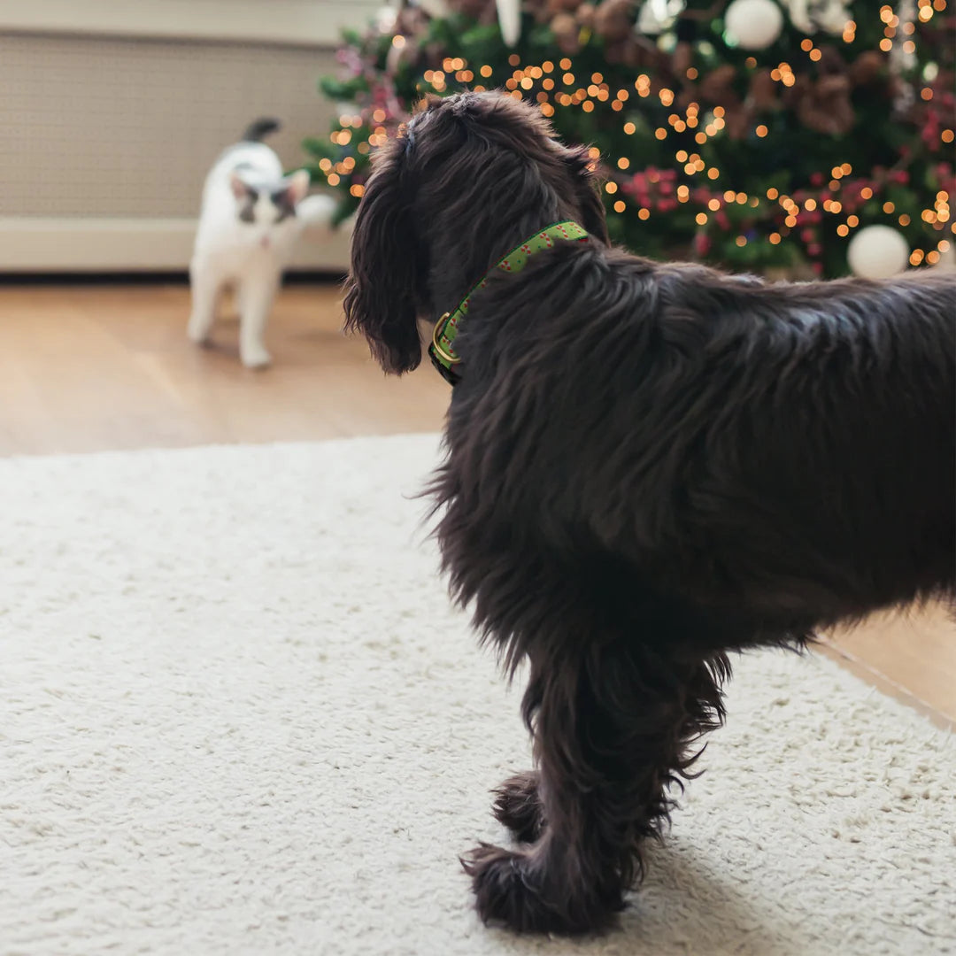 Christmas - Holiday Collar - Candy Cane Dog Collar