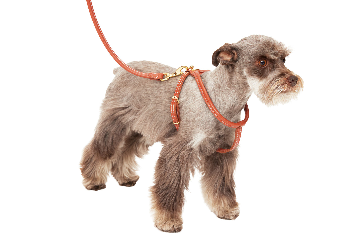 Cinopelca - Dog "Harness Set" - Italian Harness and Lead Set - 6 Color Options