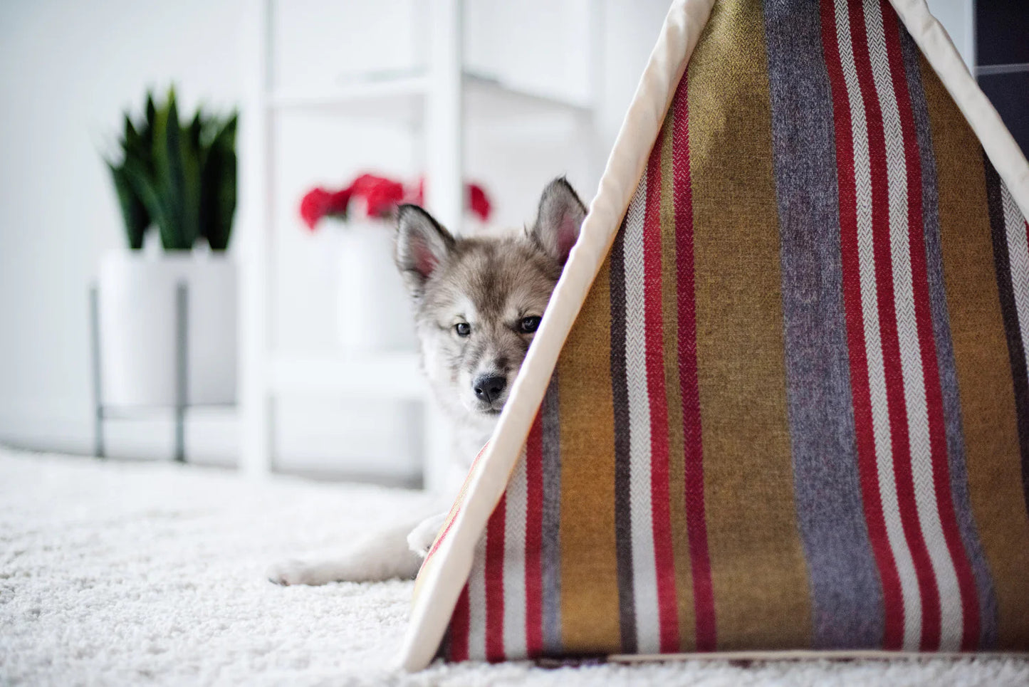 Canvas Horizon Dog Teepee - 4 Color Options