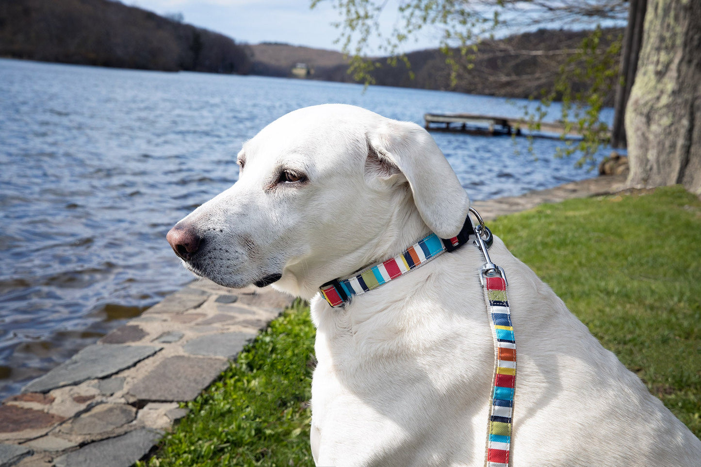 Designer Collar - 4 Color options