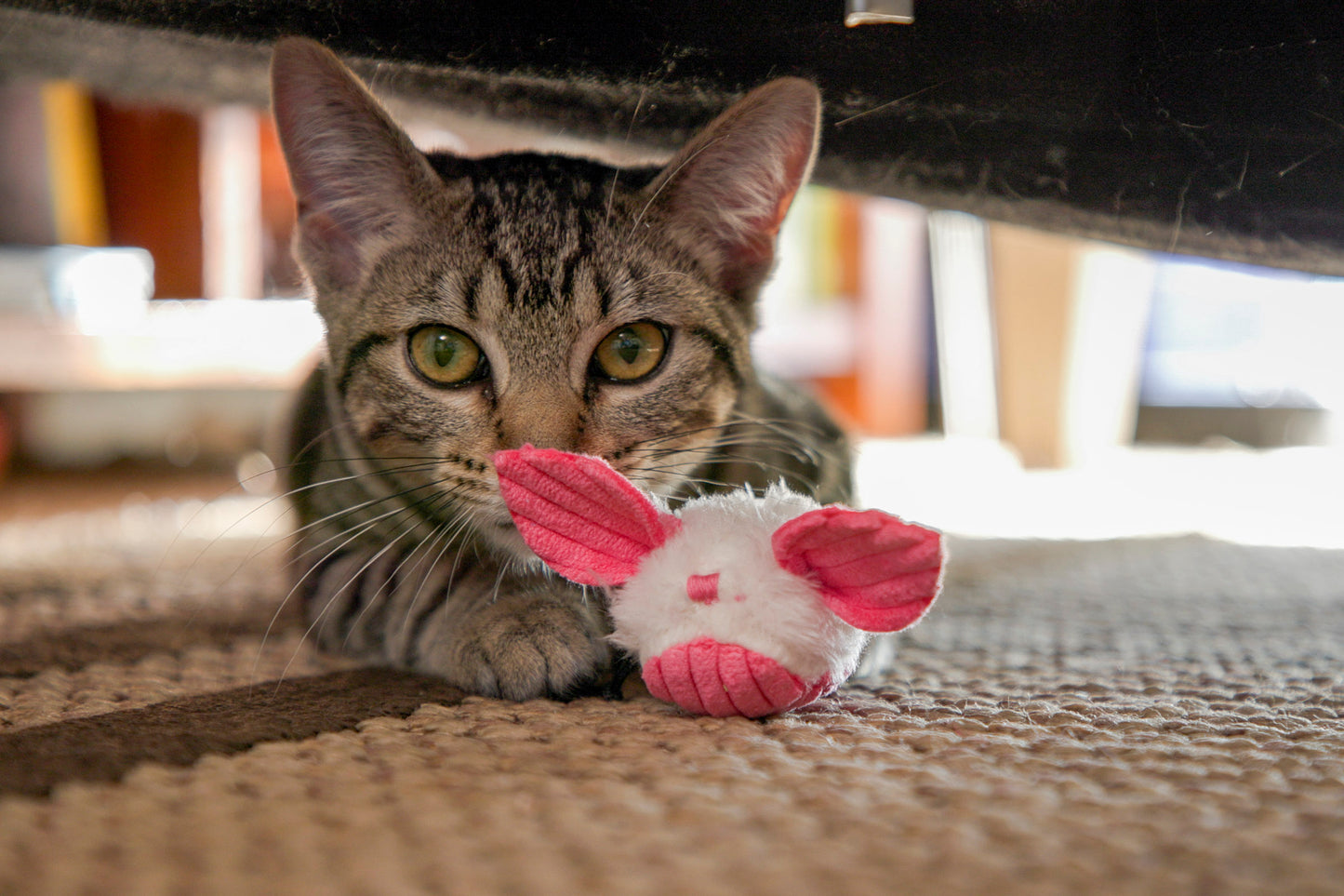 Cat Toy - HuggleKats Dust Bunnies Cat Toys - 3 pack