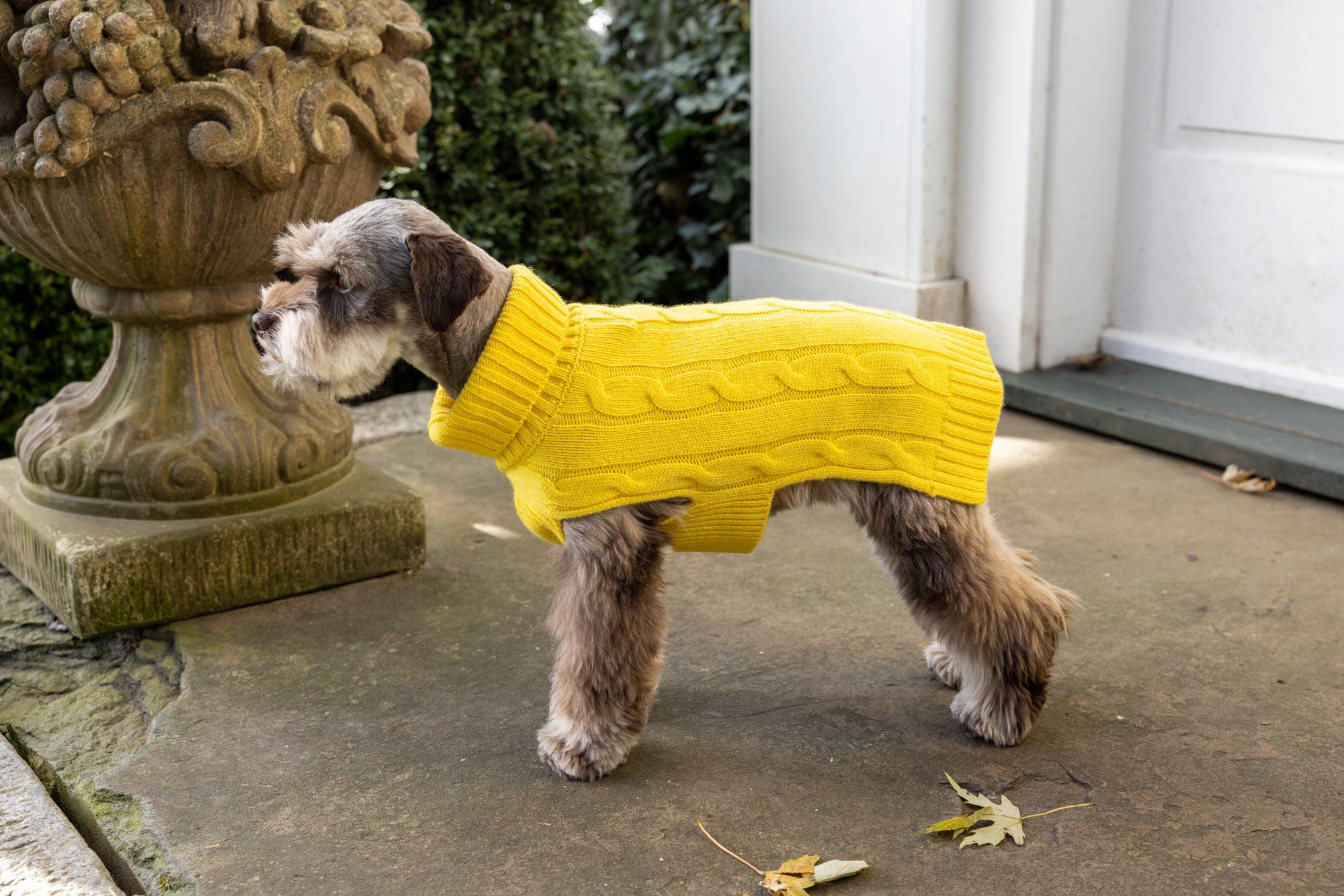 Cashmere Dog Solid Sweater - Green, Brown & Yellow