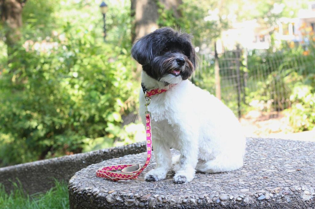 Designer Collection - Dog Harnesses & Leads - Pink Follard