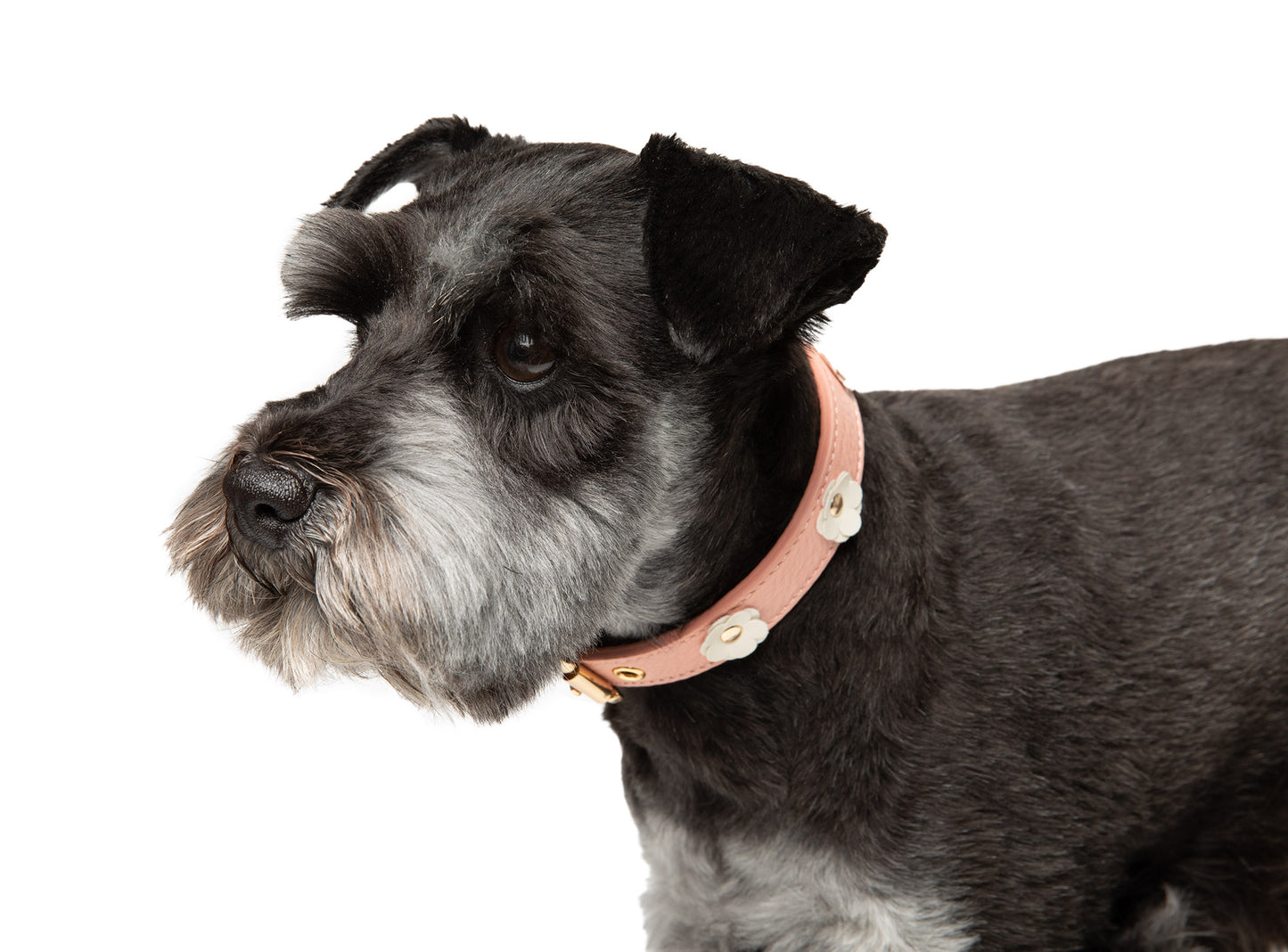 Canine Styles Soft Leather Flower Dog Collar - 5 Color Options