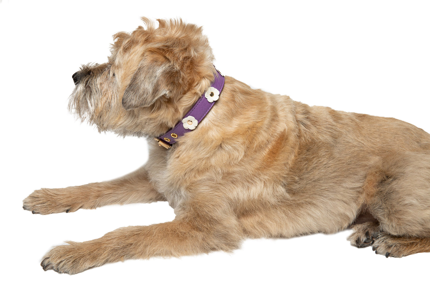 Canine Styles Soft Leather Flower Dog Collar - 5 Color Options