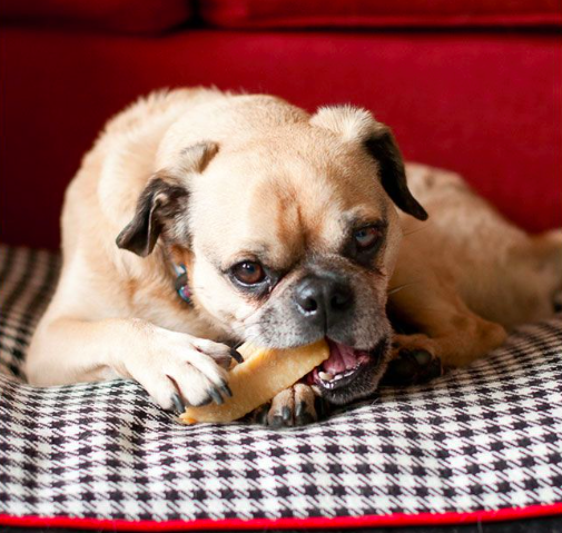 Himalayan - Dog Chew - Dog Treat - 3 Sizes - USA