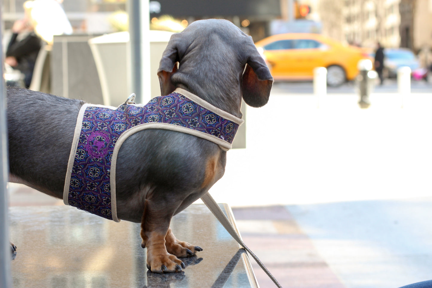 Designer Collection - Dog Harness Vest- Sherpa LINED Body - Lead Additional -3 Color Options