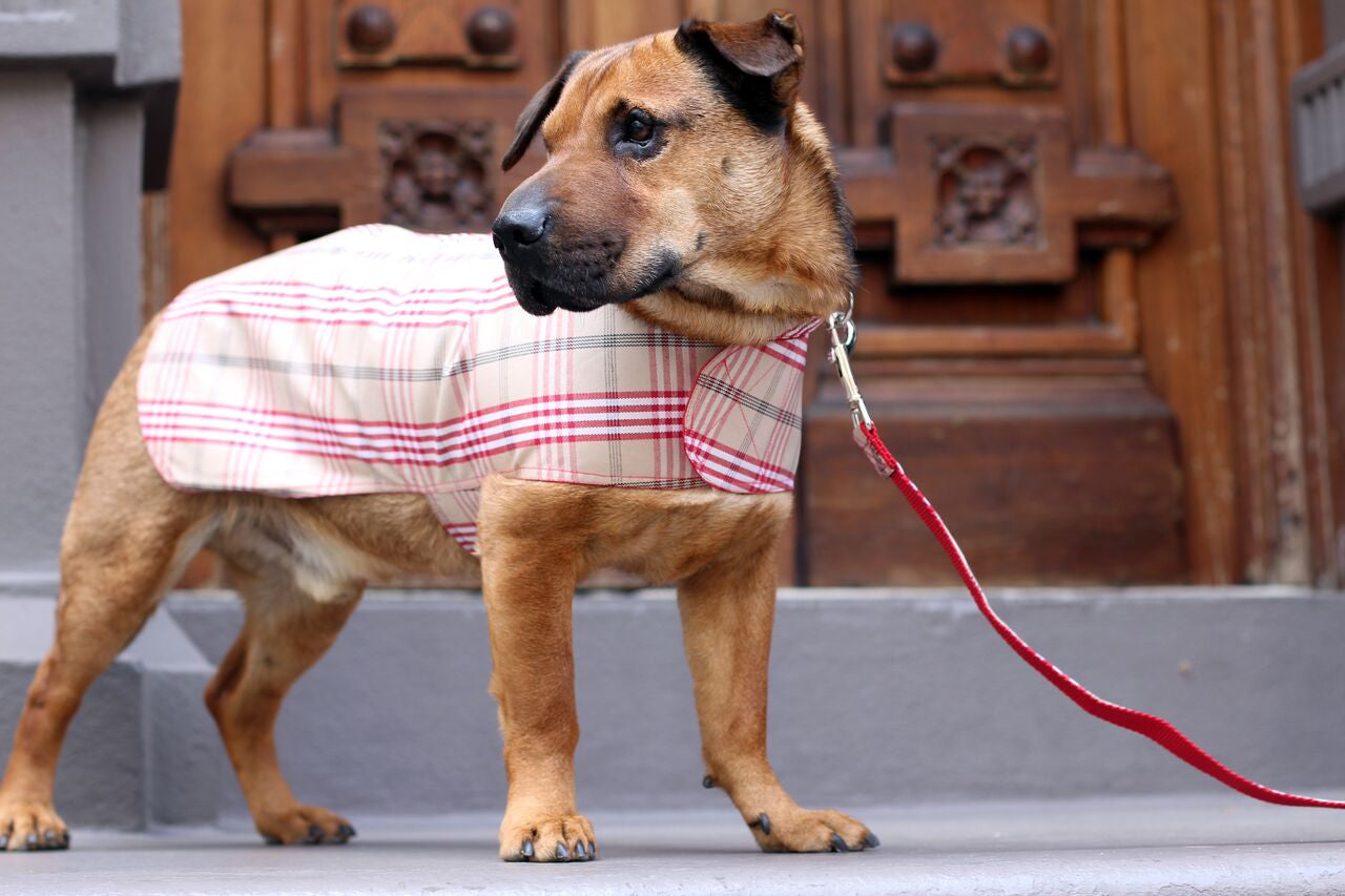 Dog Coat - Raincoat, Waxed Signature Red Plaid