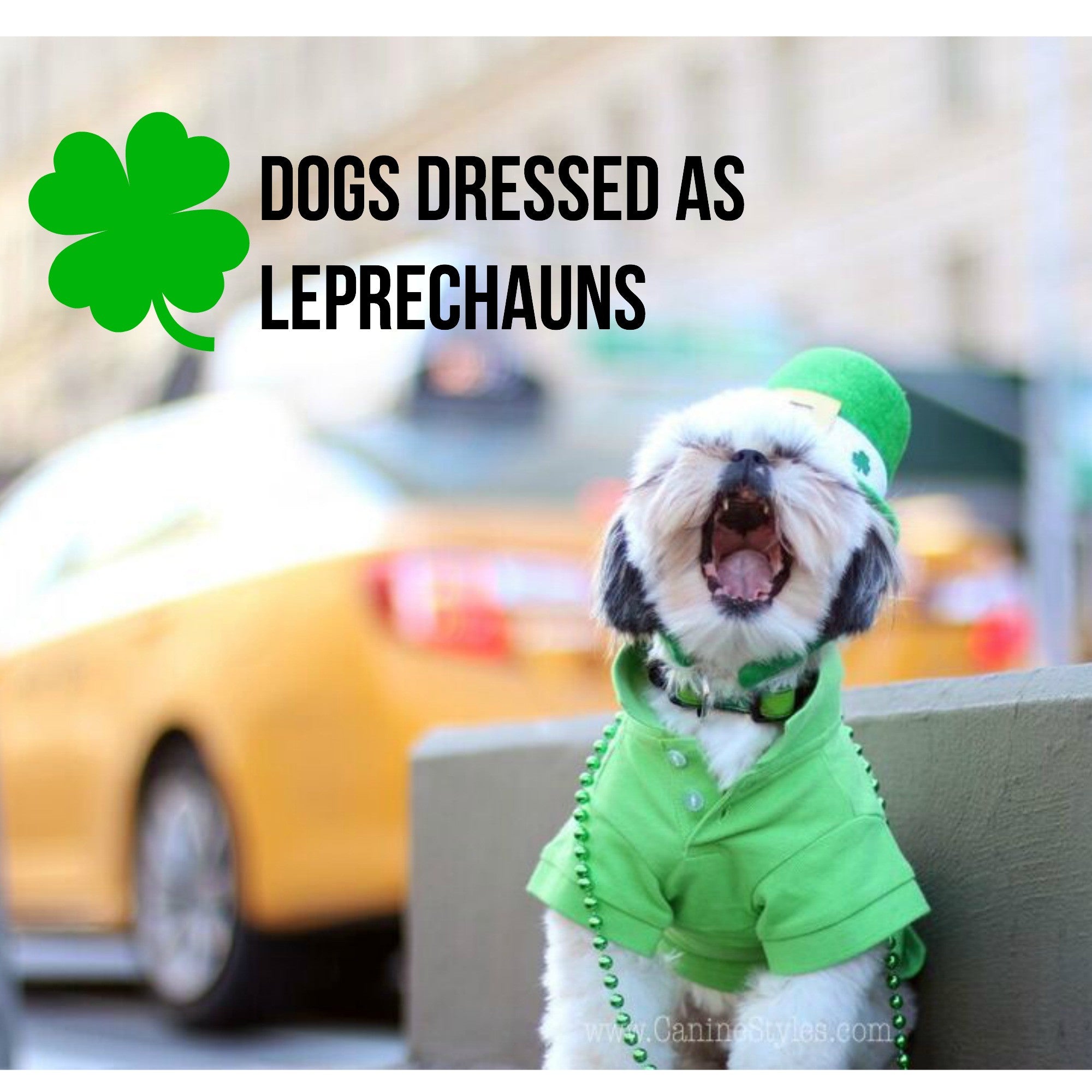 These Dogs are Dressed As Leprechauns And You won't believe the Cuteness!! Wow!