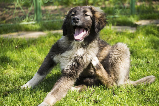 Canine Styles Shares How to Keep You and Your Dog Safe From Pests