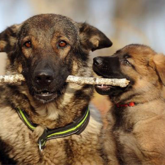 How to Bring a Puppy Home to Your Older Dog