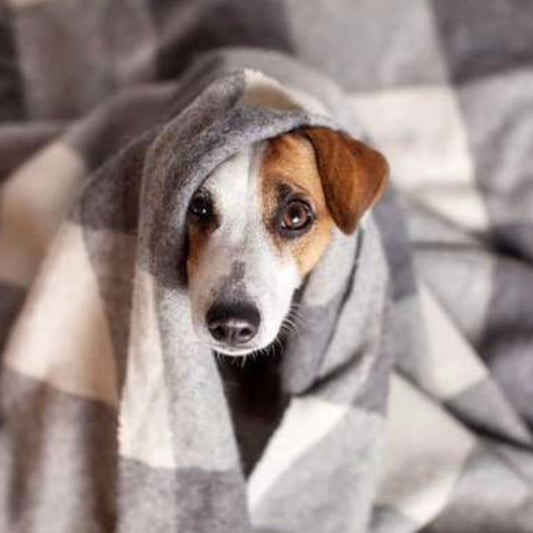 Keeping Your Pets Warm ... Even Inside