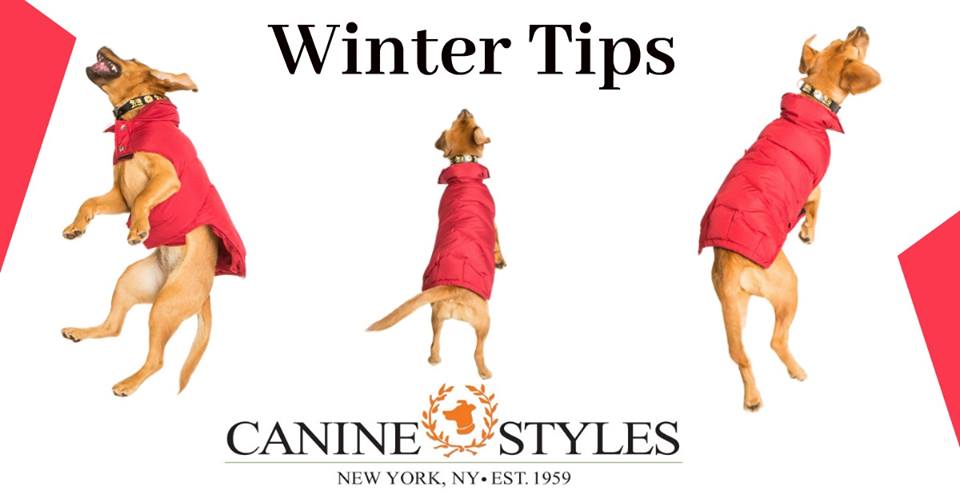 Winter Tips: Protecting Your Pups From the Cold.