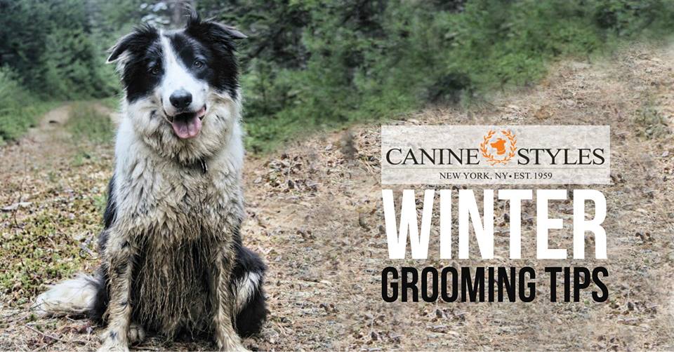 Five Grooming Tips for Cold and Wet Months