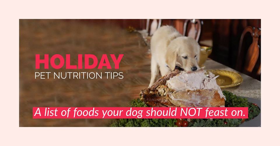 Holiday Pet Nutrition Tips