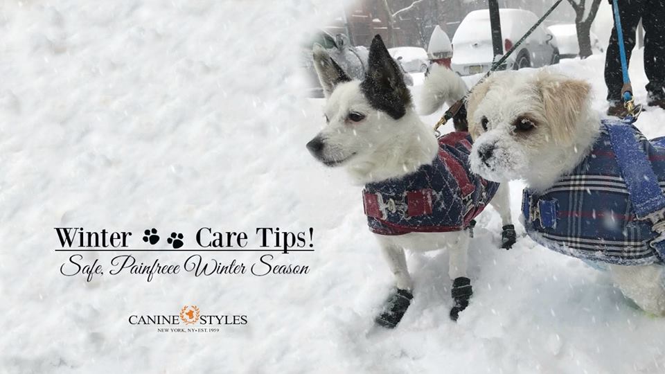 Winter Paw Care Tips