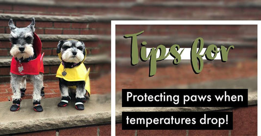 TIPS FOR PROTECTING PAWS WHEN TEMPERATURES DROP
