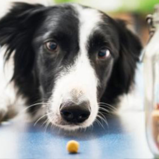 5 Weight-Loss Tips for Your Pup
