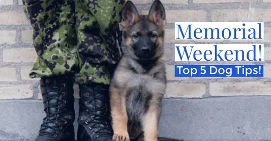 five dog-friendly tips for a successful Memorial Day weekend!