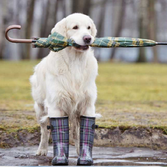 9 Ways to Better Care for Your Dog in Wet Weather