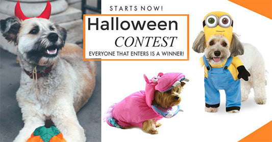 Halloween Best Dressed Contest