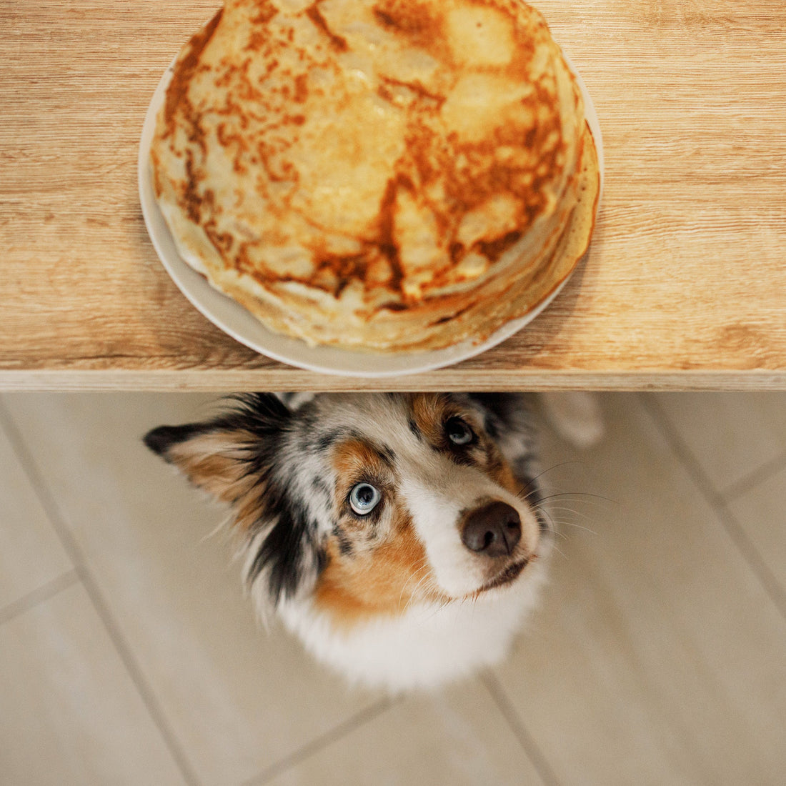 Can I Feed My Dog Human Food? A Guide to What’s Safe and What’s Not