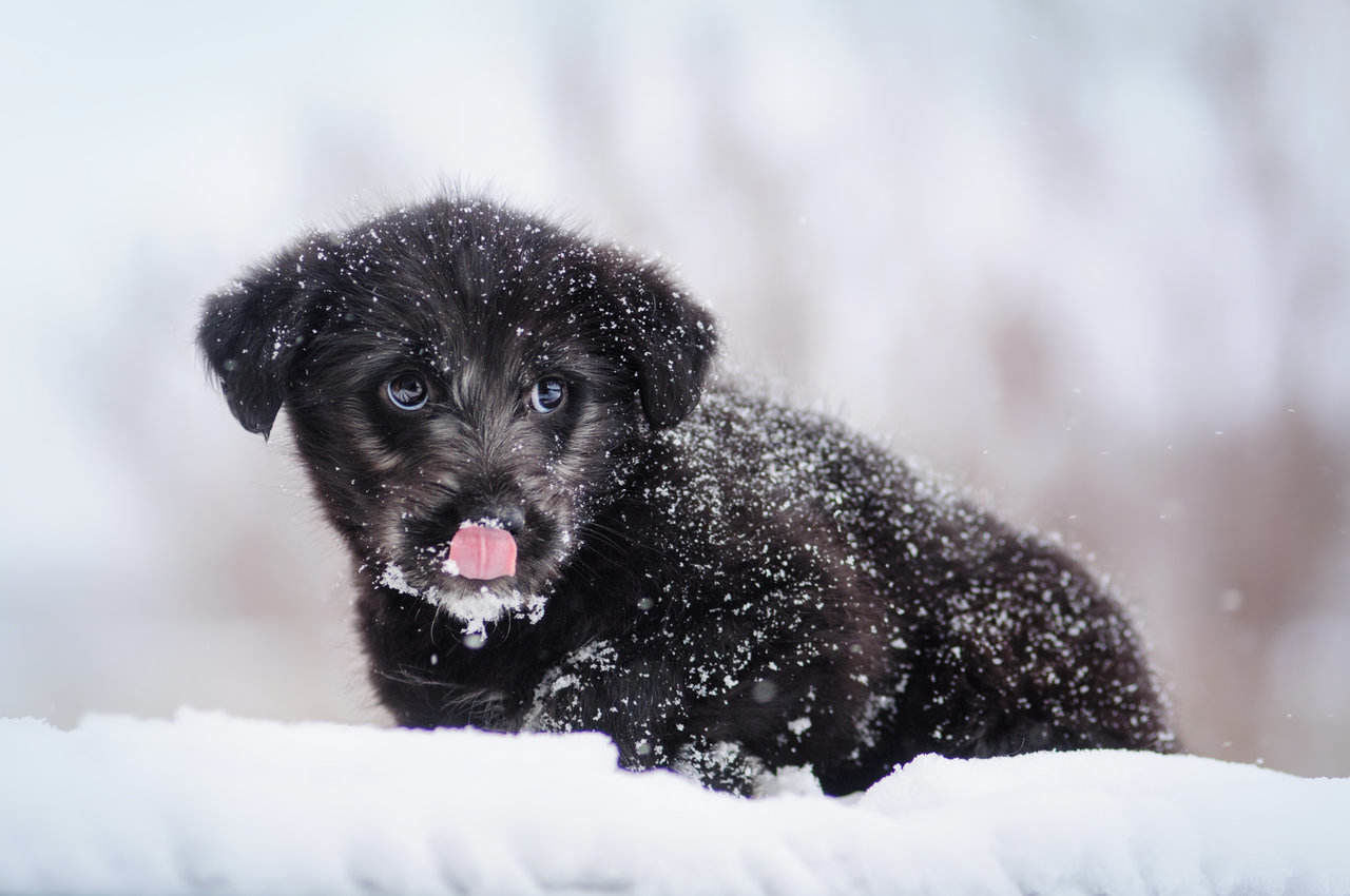 How Cold Does Your Dog Get?
